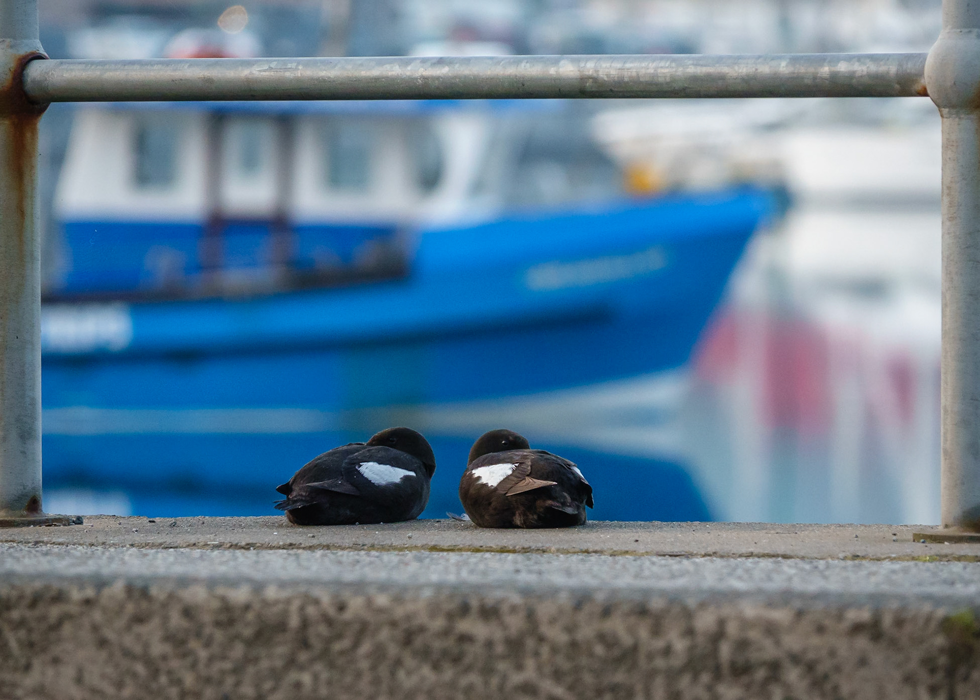 Black Guillemot