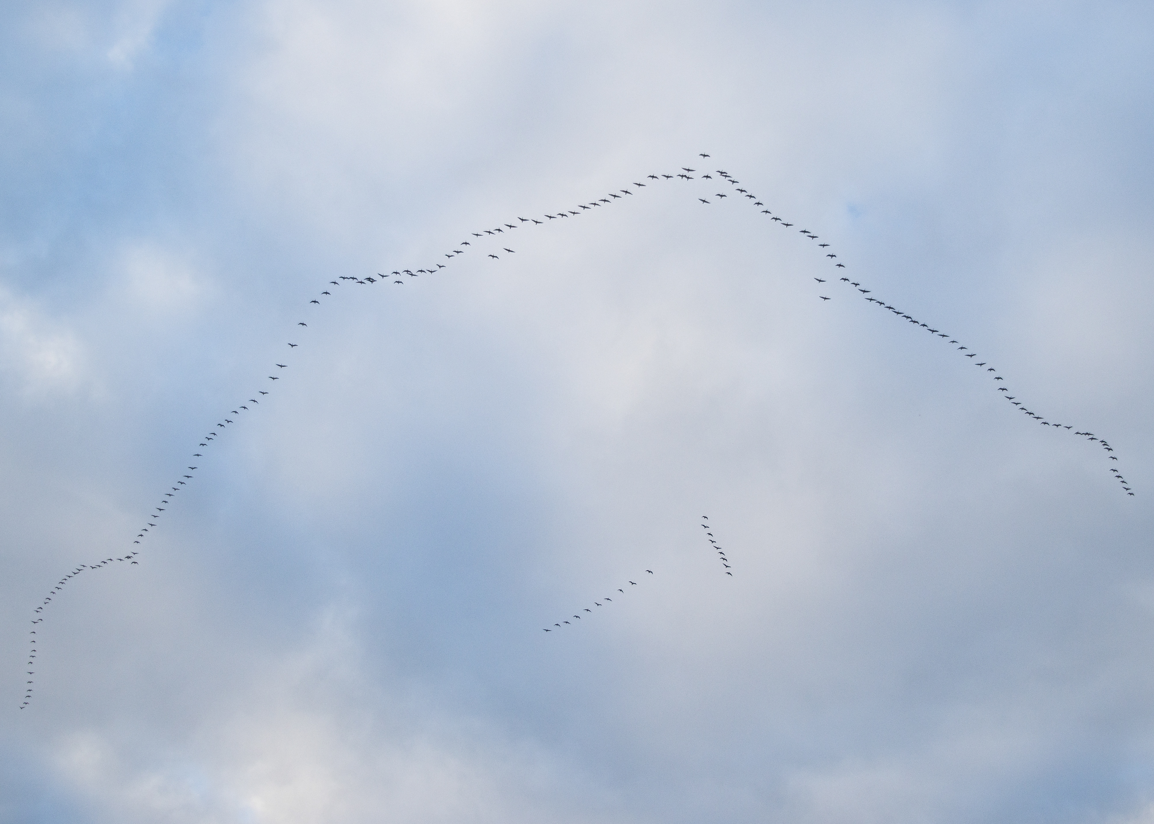 Pink-footed Geese