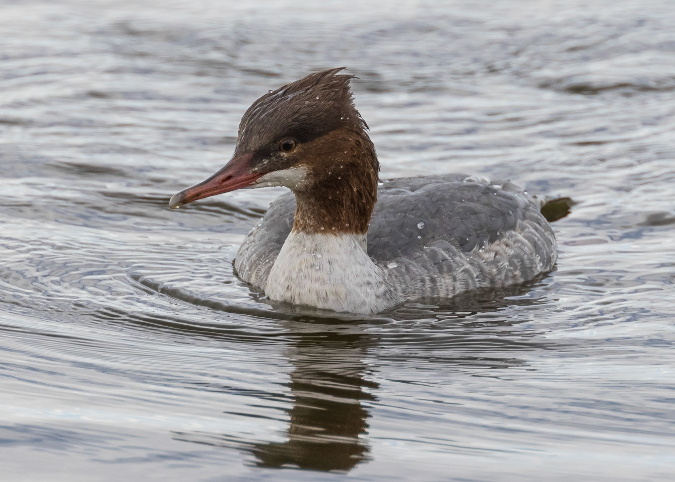 Goosander