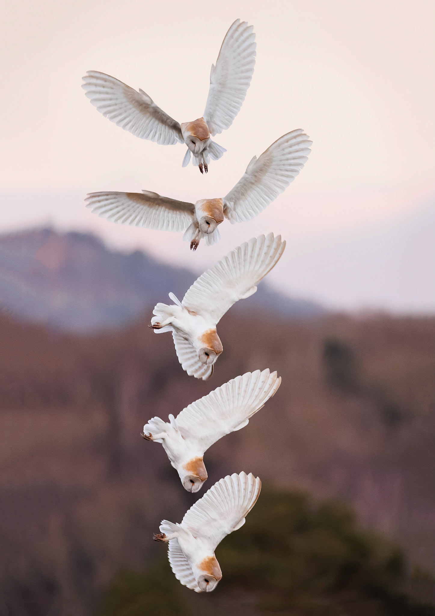 Barn Owl