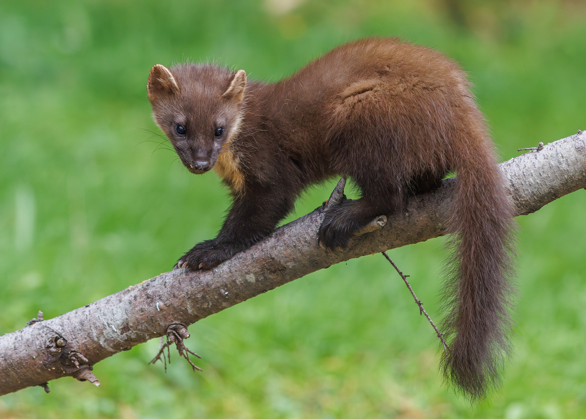 Pine Marten