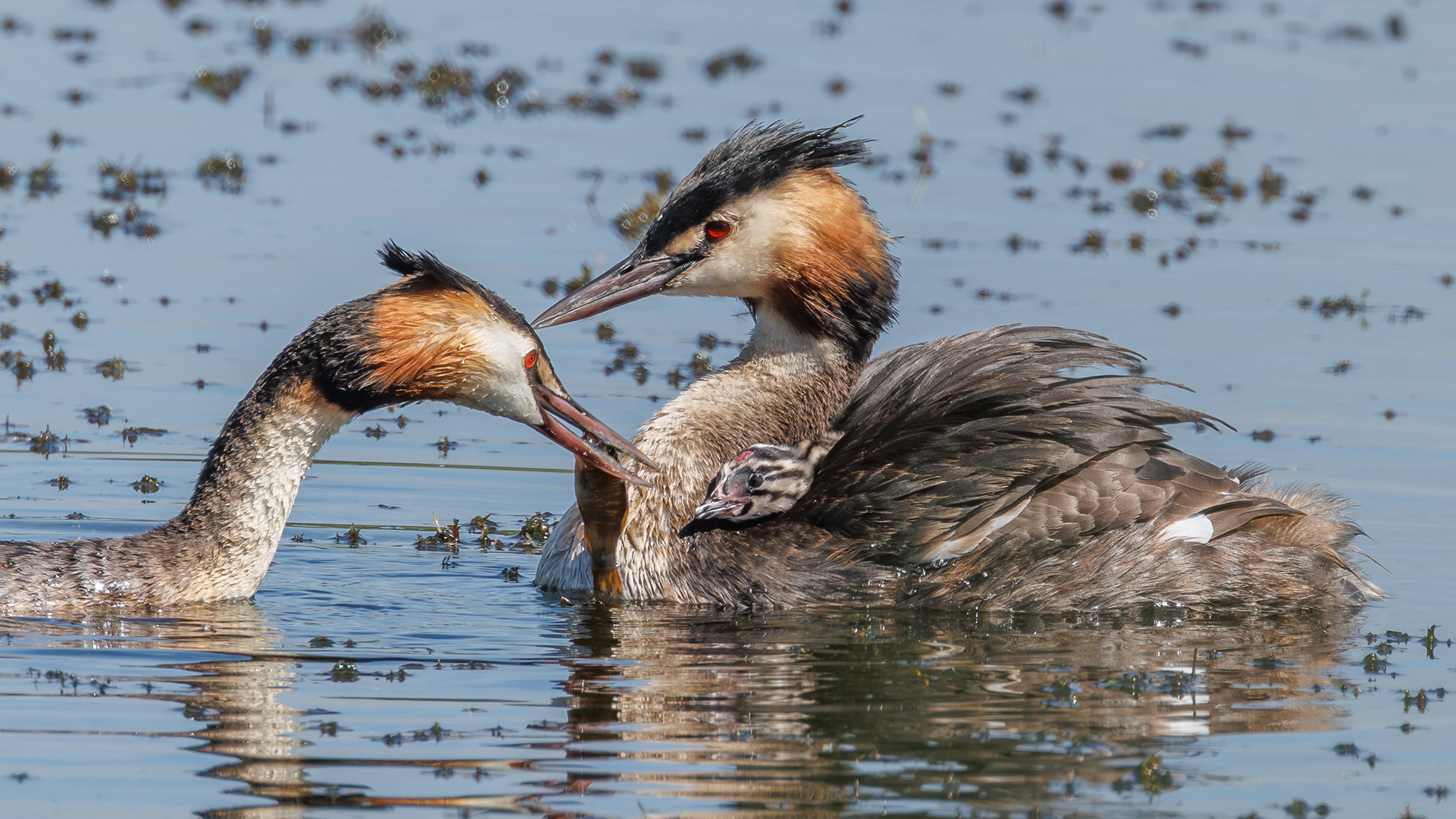 Great Crested Grebe