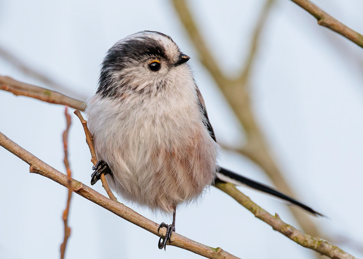 Long-tailed Tit