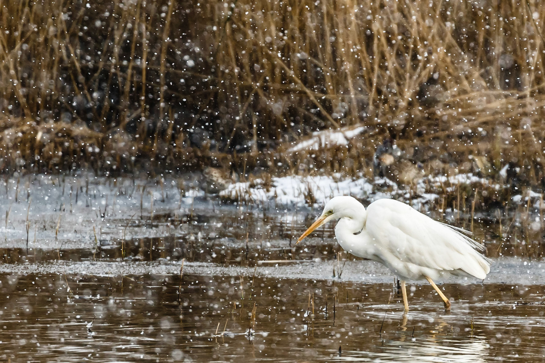 Great White Egret