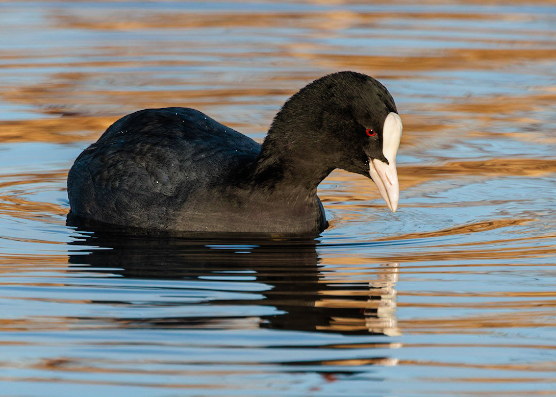 Coot