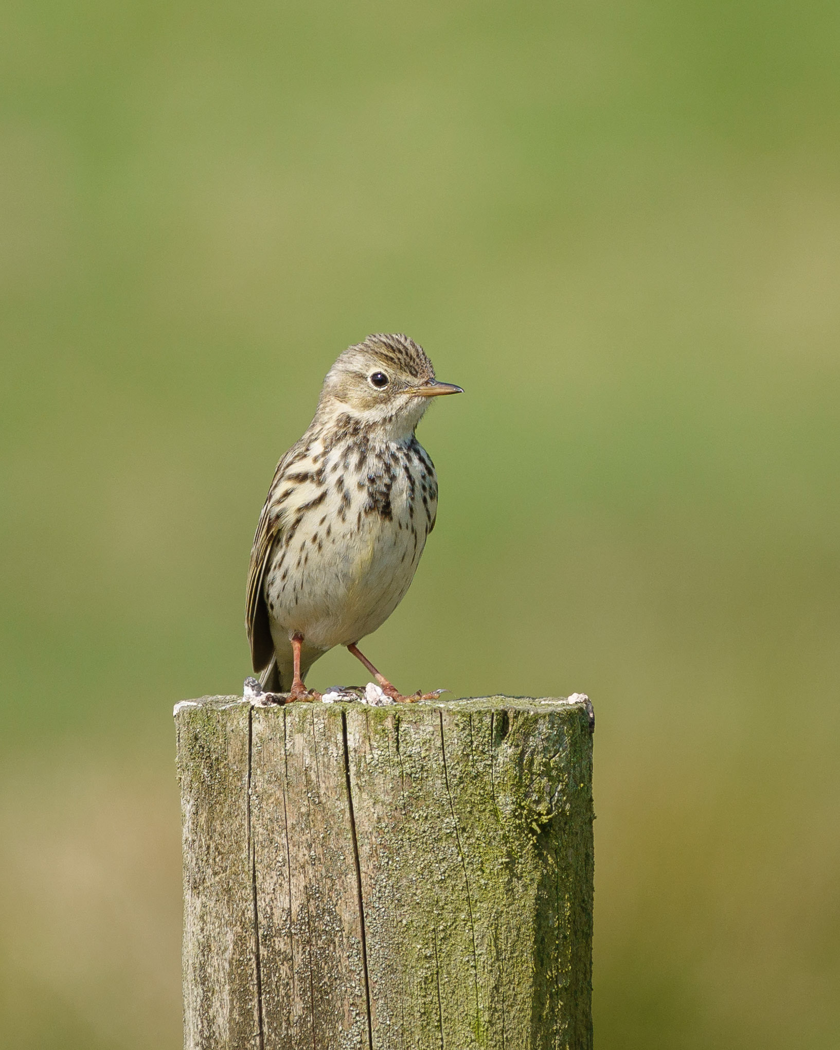 Meadow Pipit