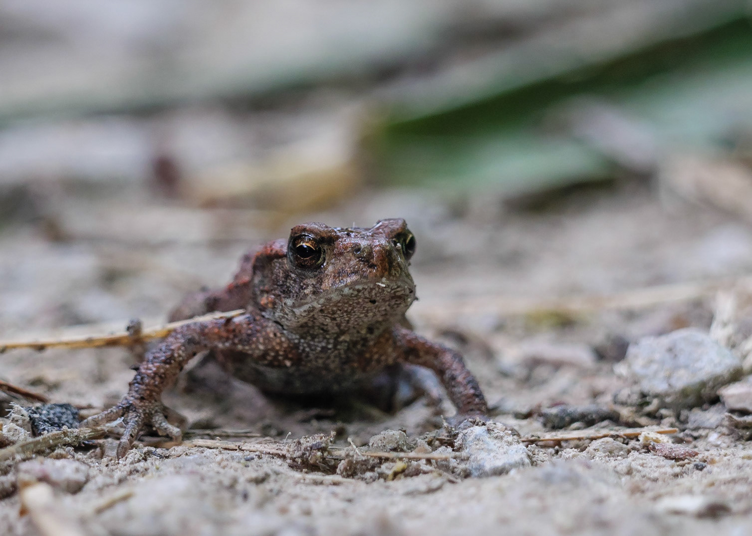 Common Toad