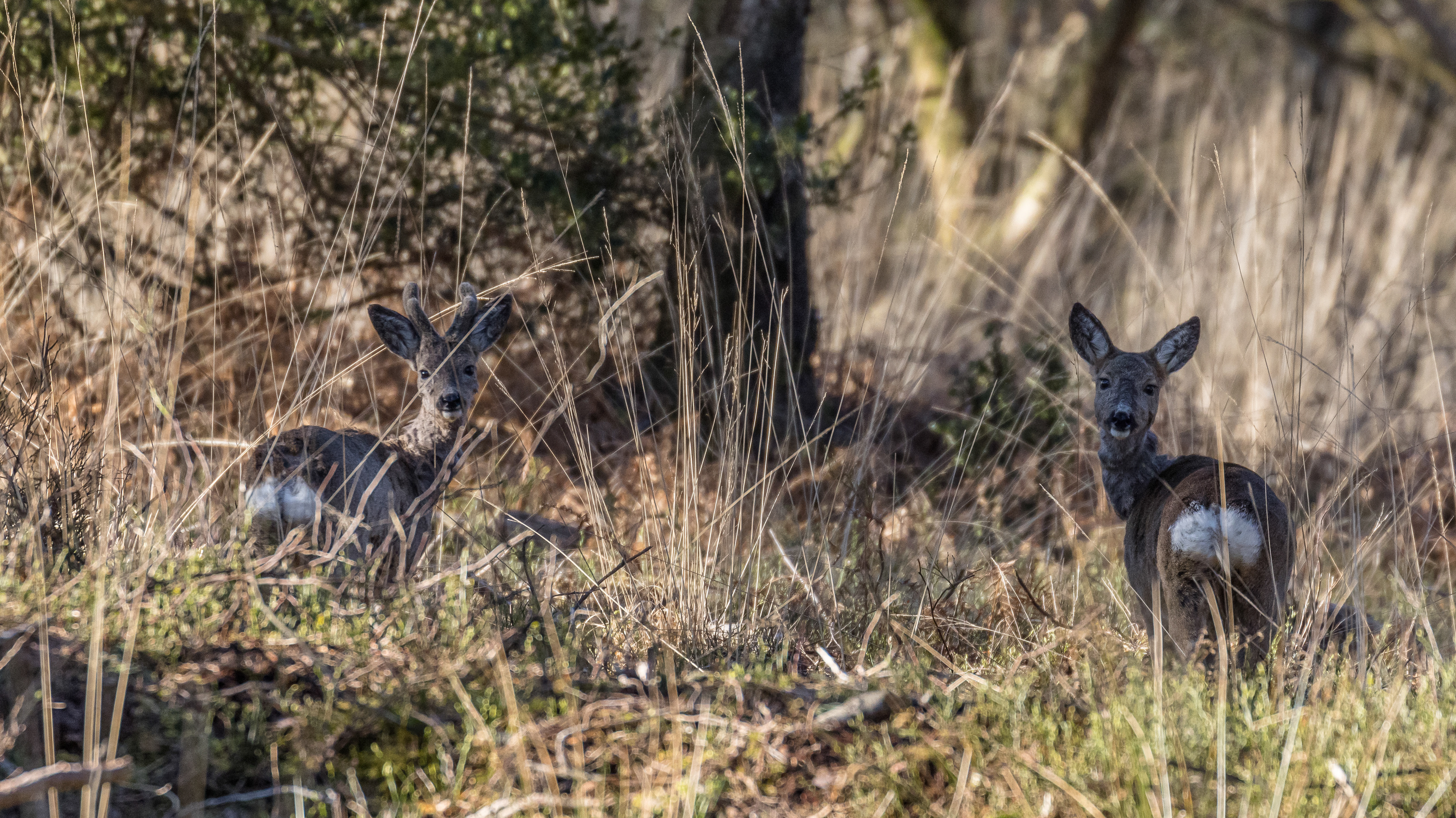 Roe Deer