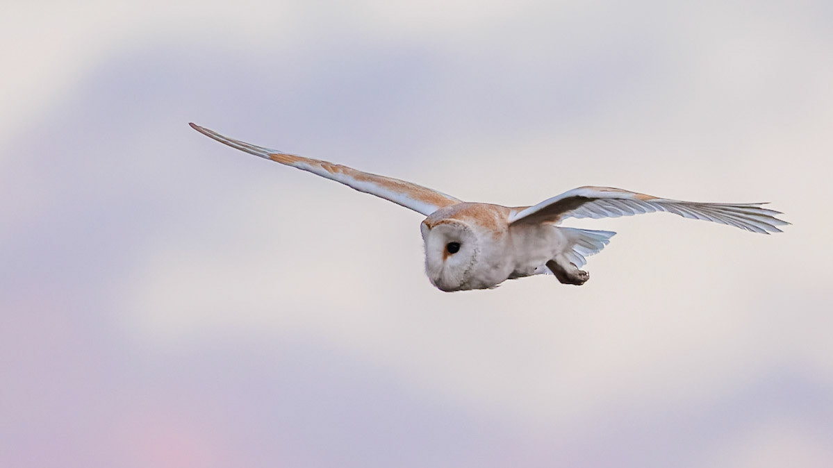 Barn Owl