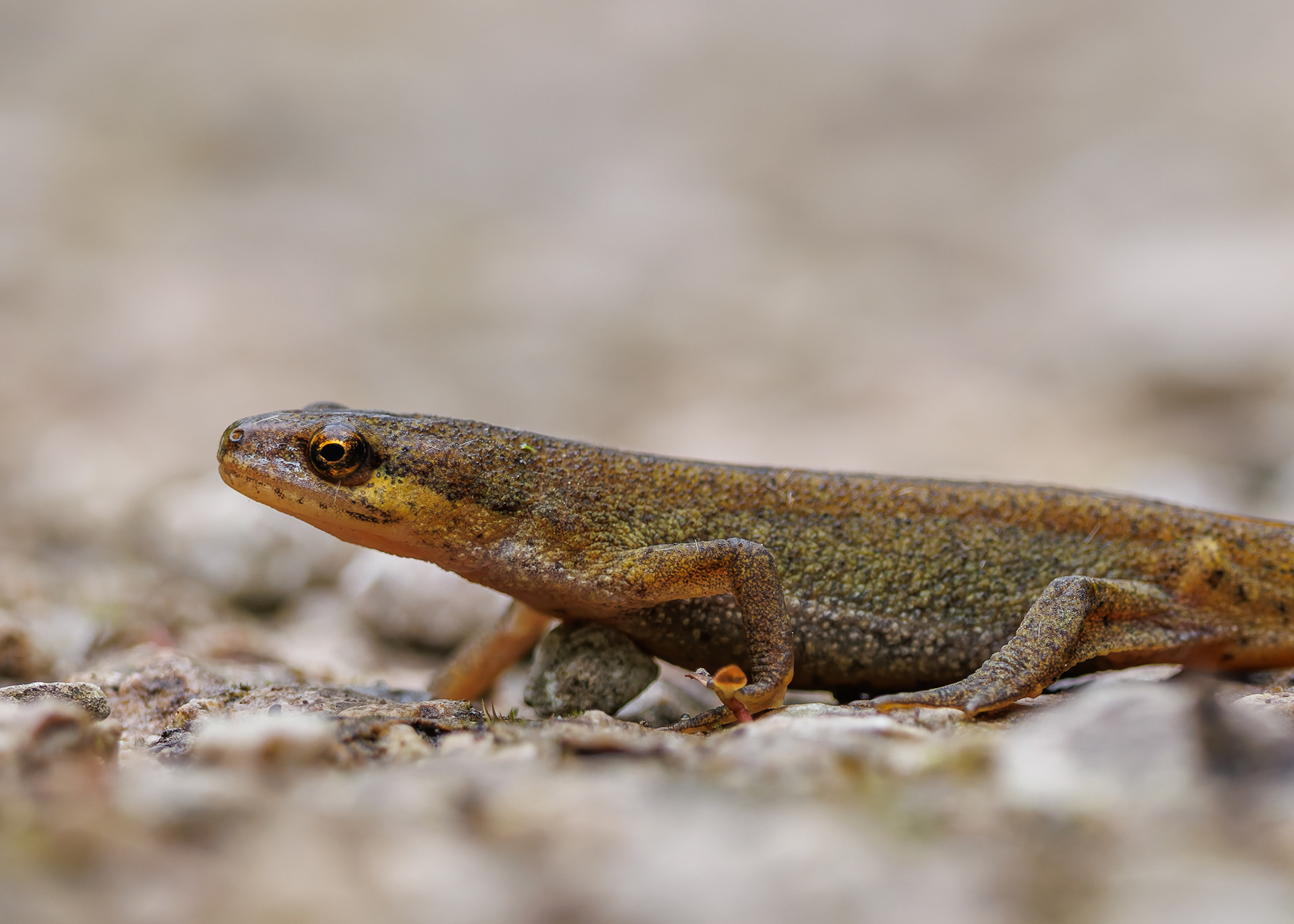 Common Newt