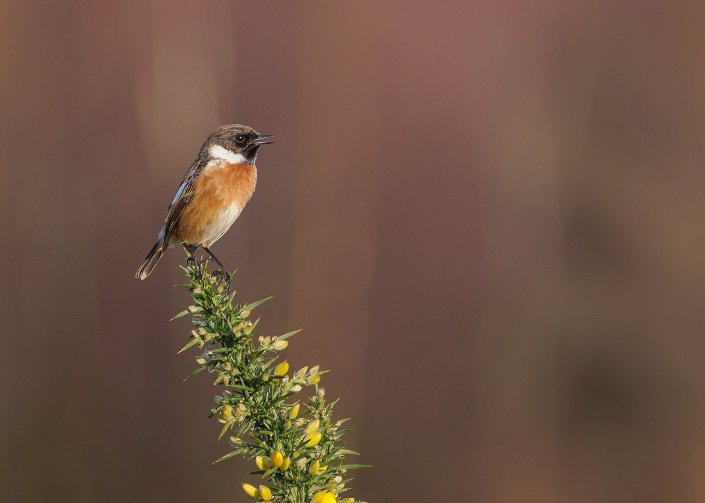 Stonechat