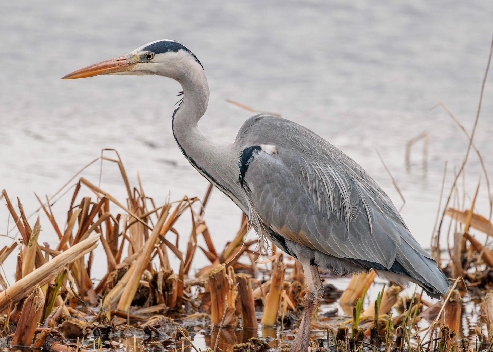 Grey Heron