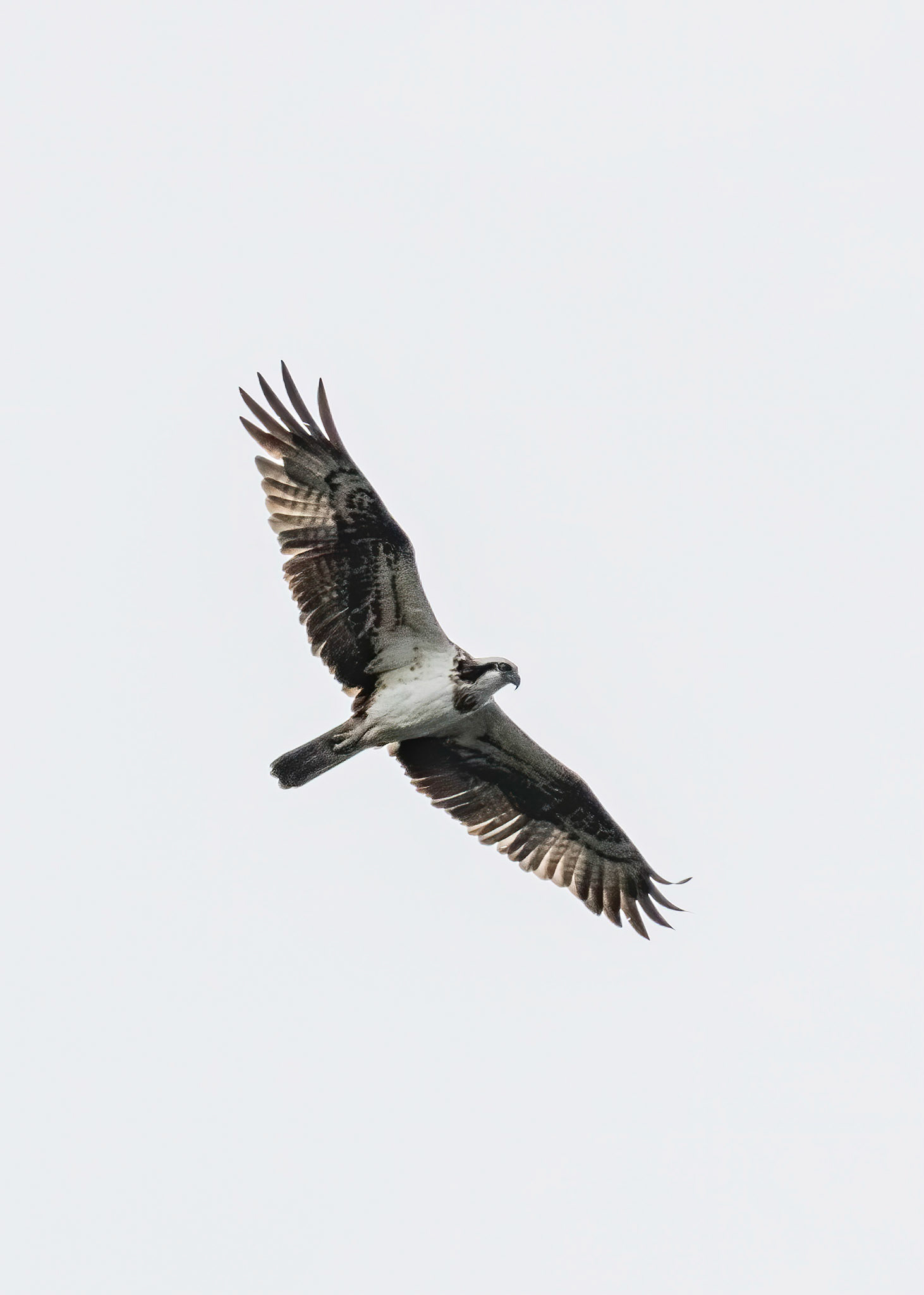Osprey