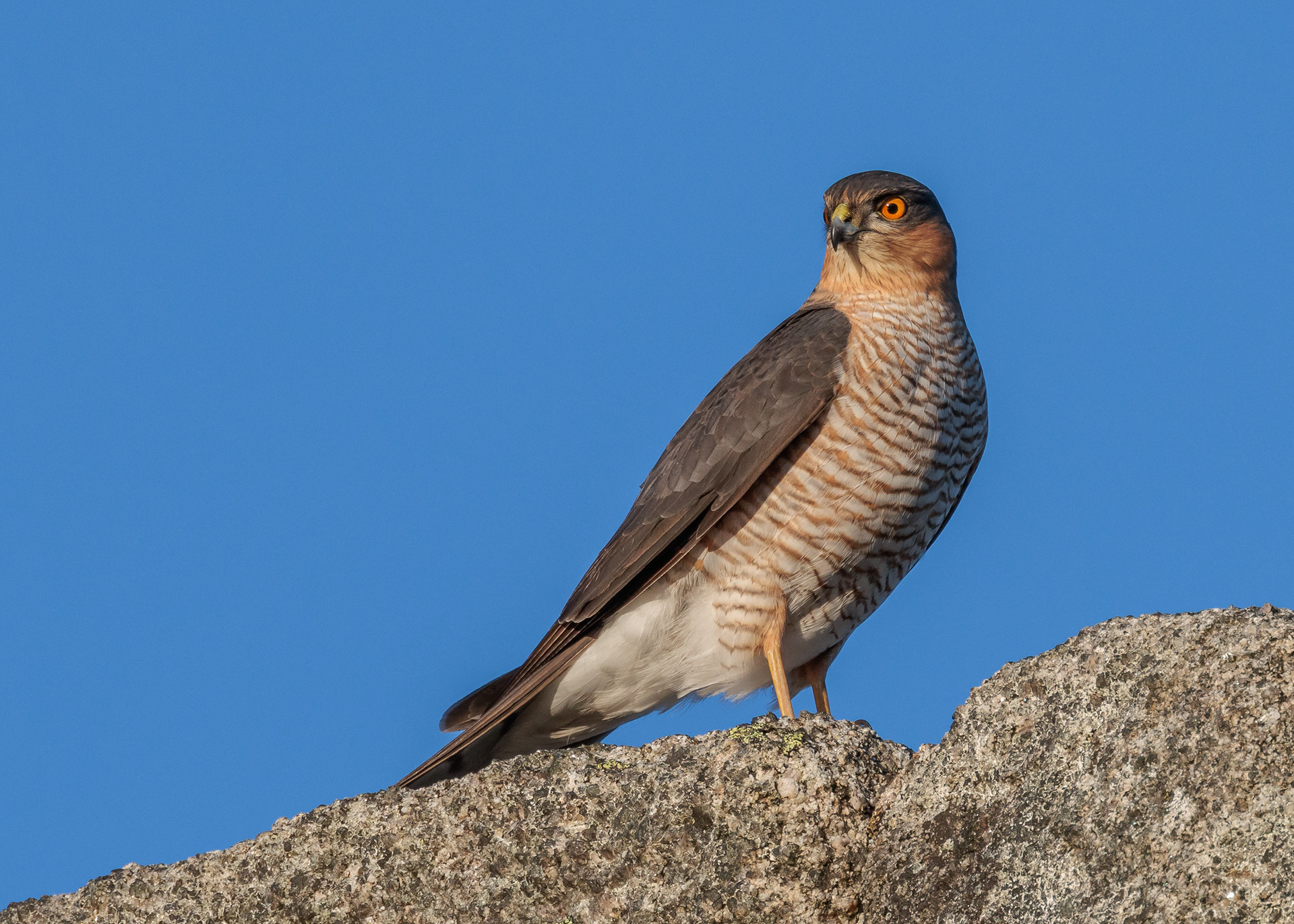 Sparrowhawk