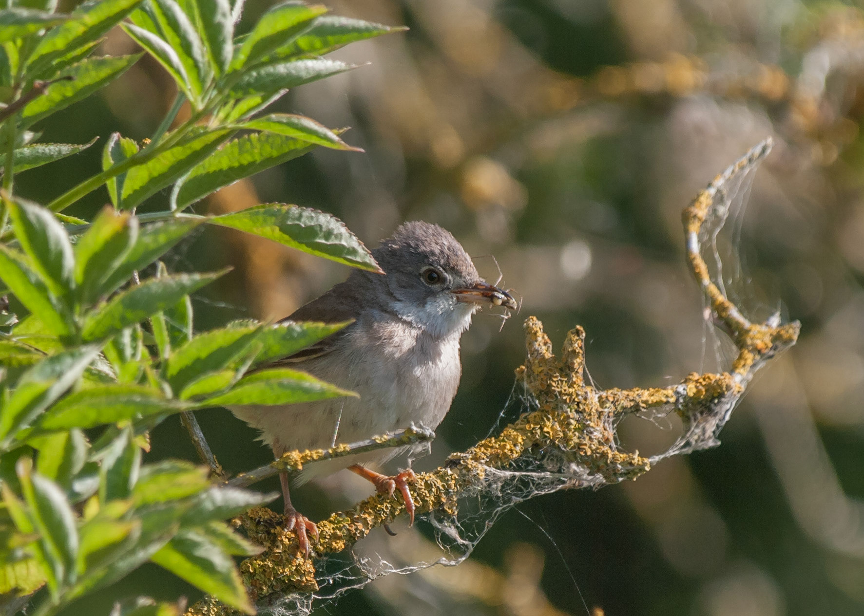 Whitethroat