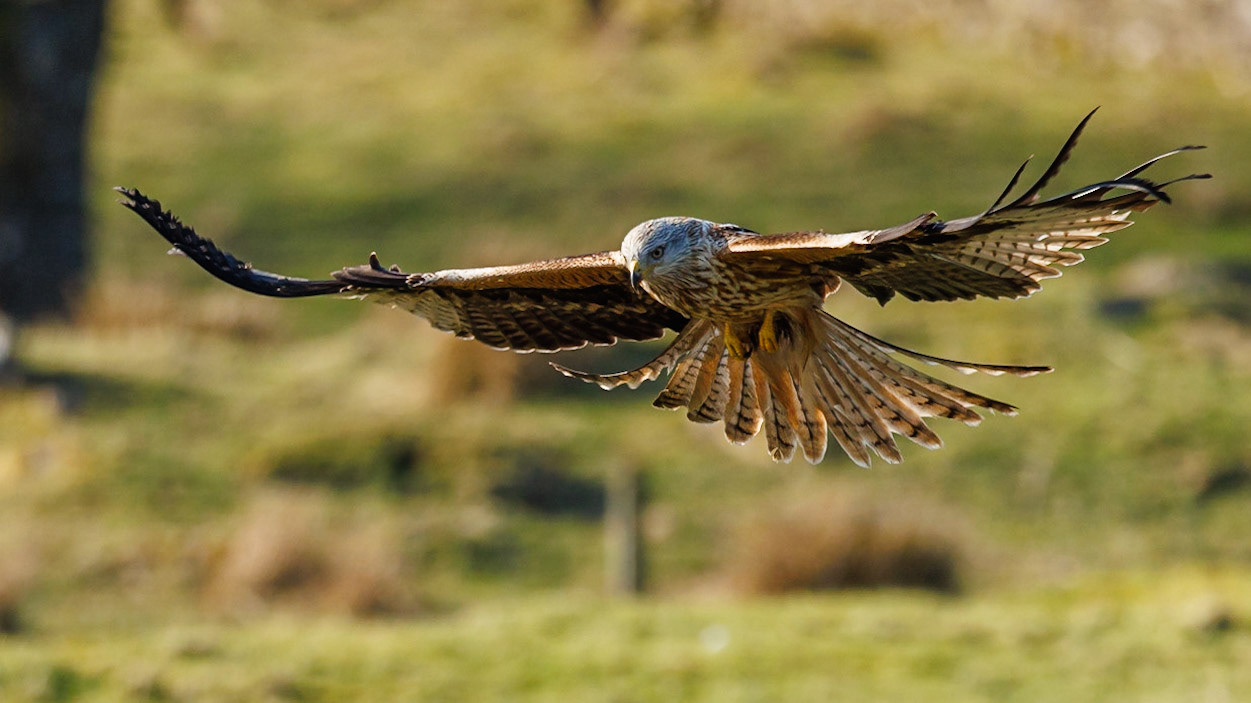 Red Kite