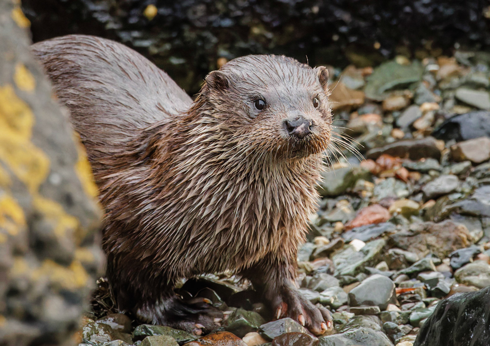 Otter
