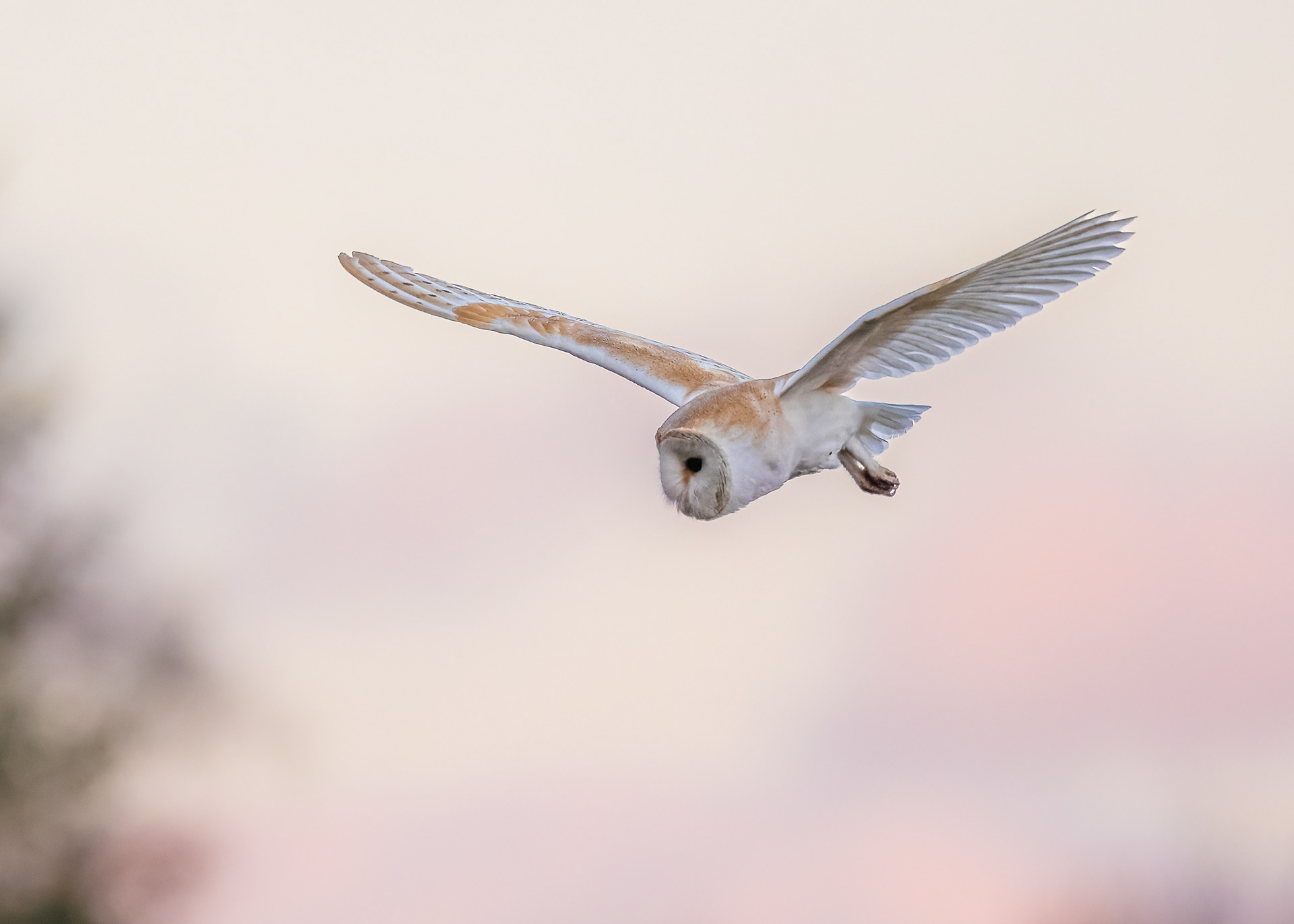 Barn Owl
