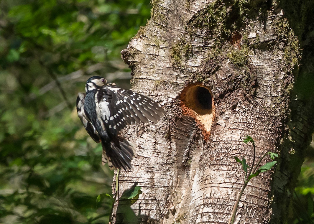 Great Spotted Woodpecker