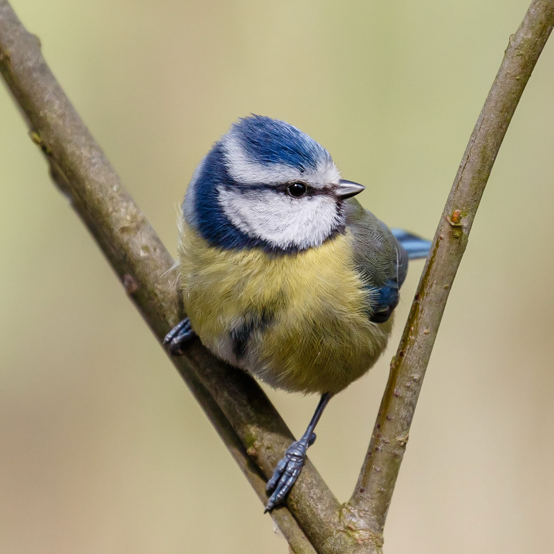 Blue Tit