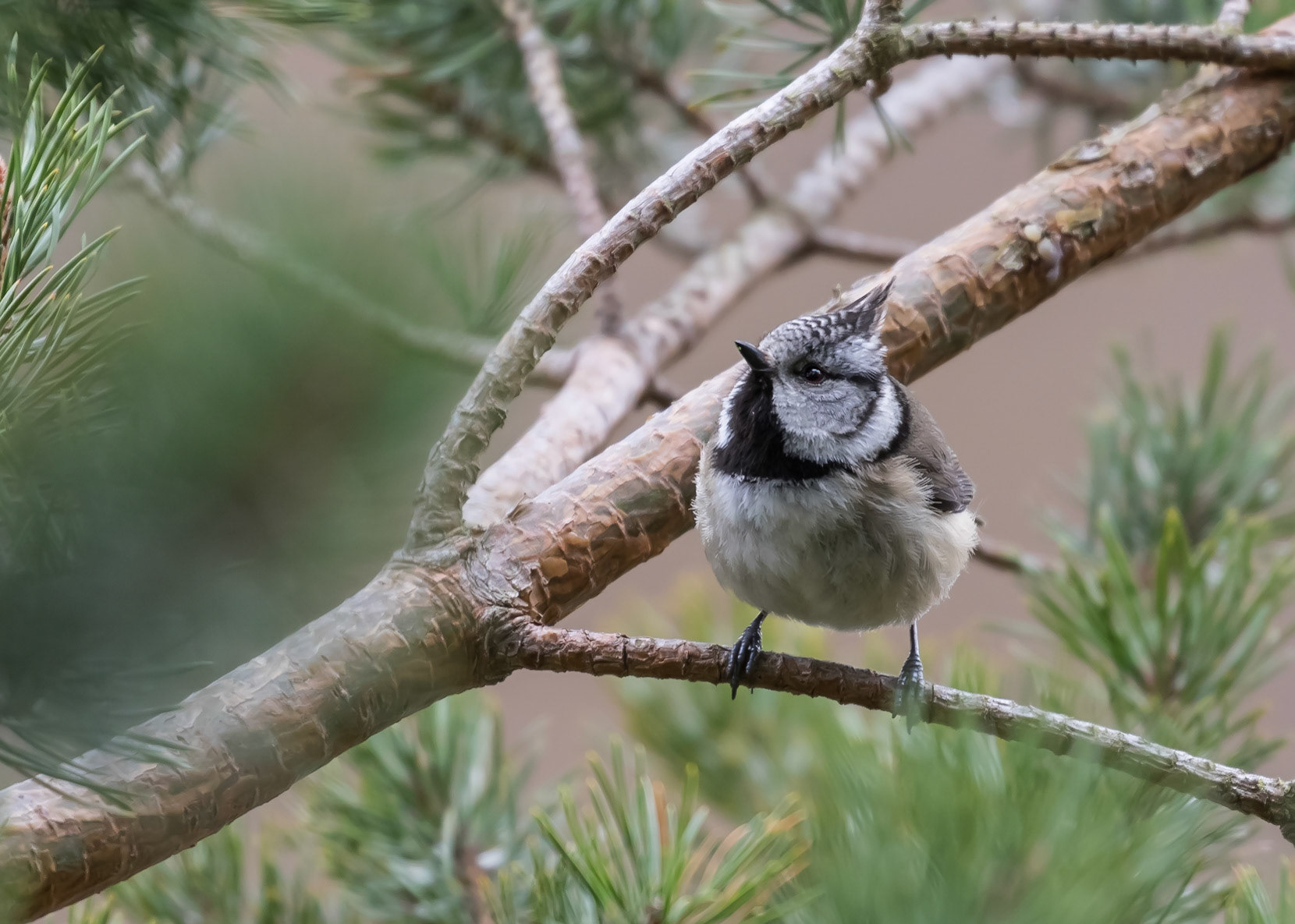 Crested Tit