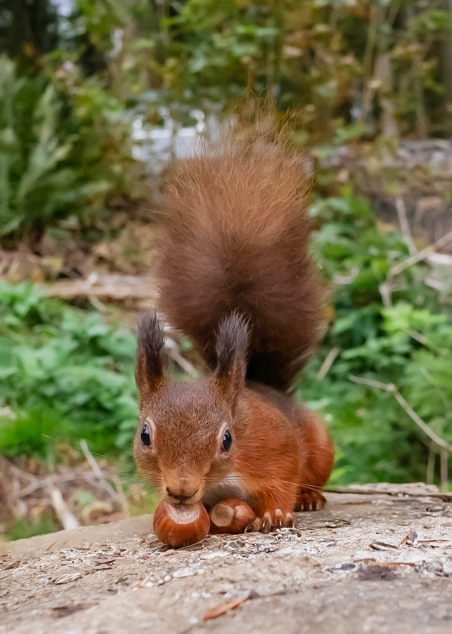 Red Squirrel
