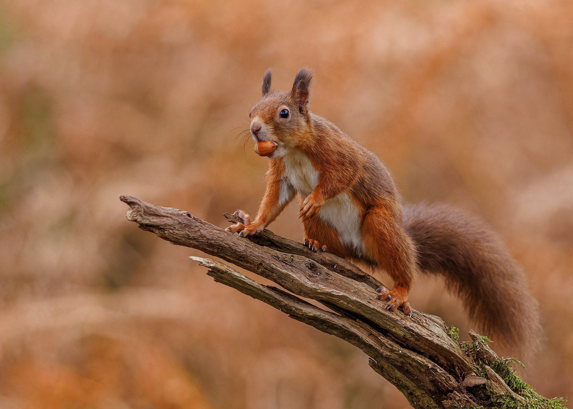 Red Squirrel