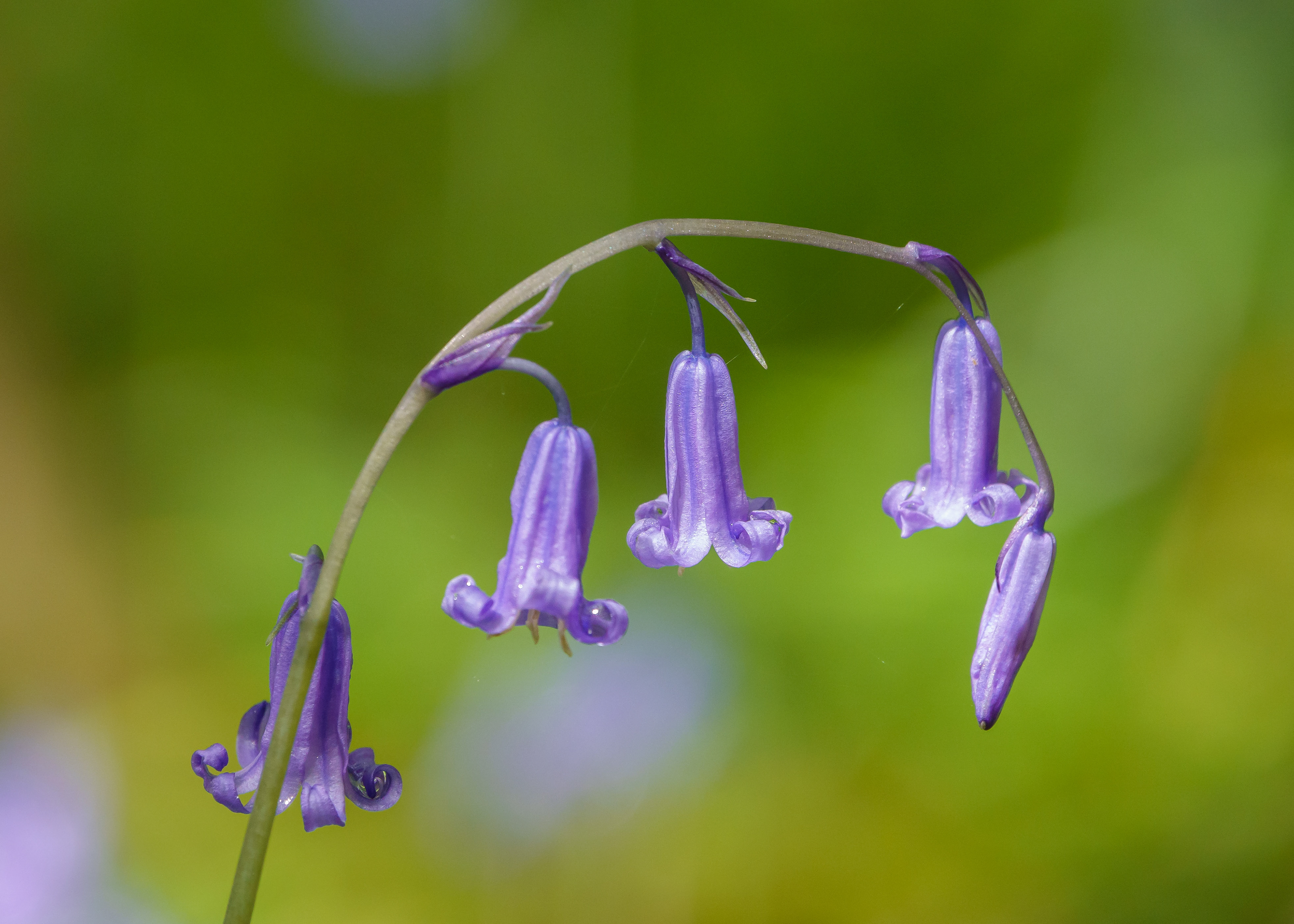 Bluebell