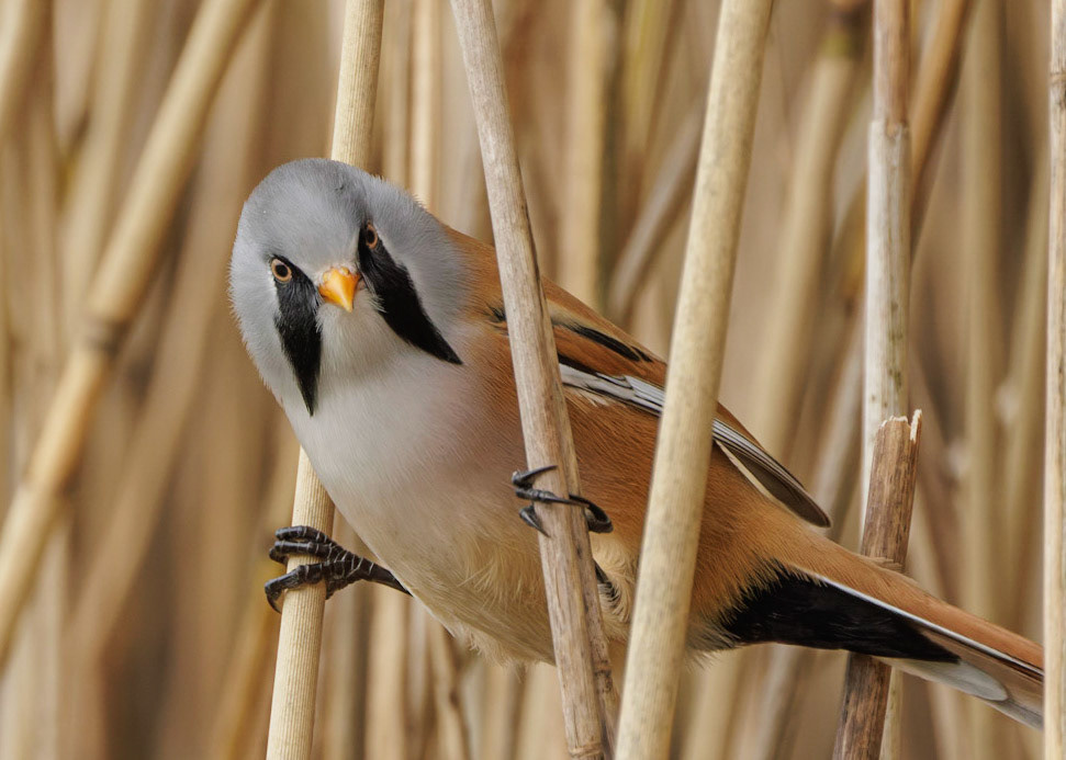 Bearded Tit