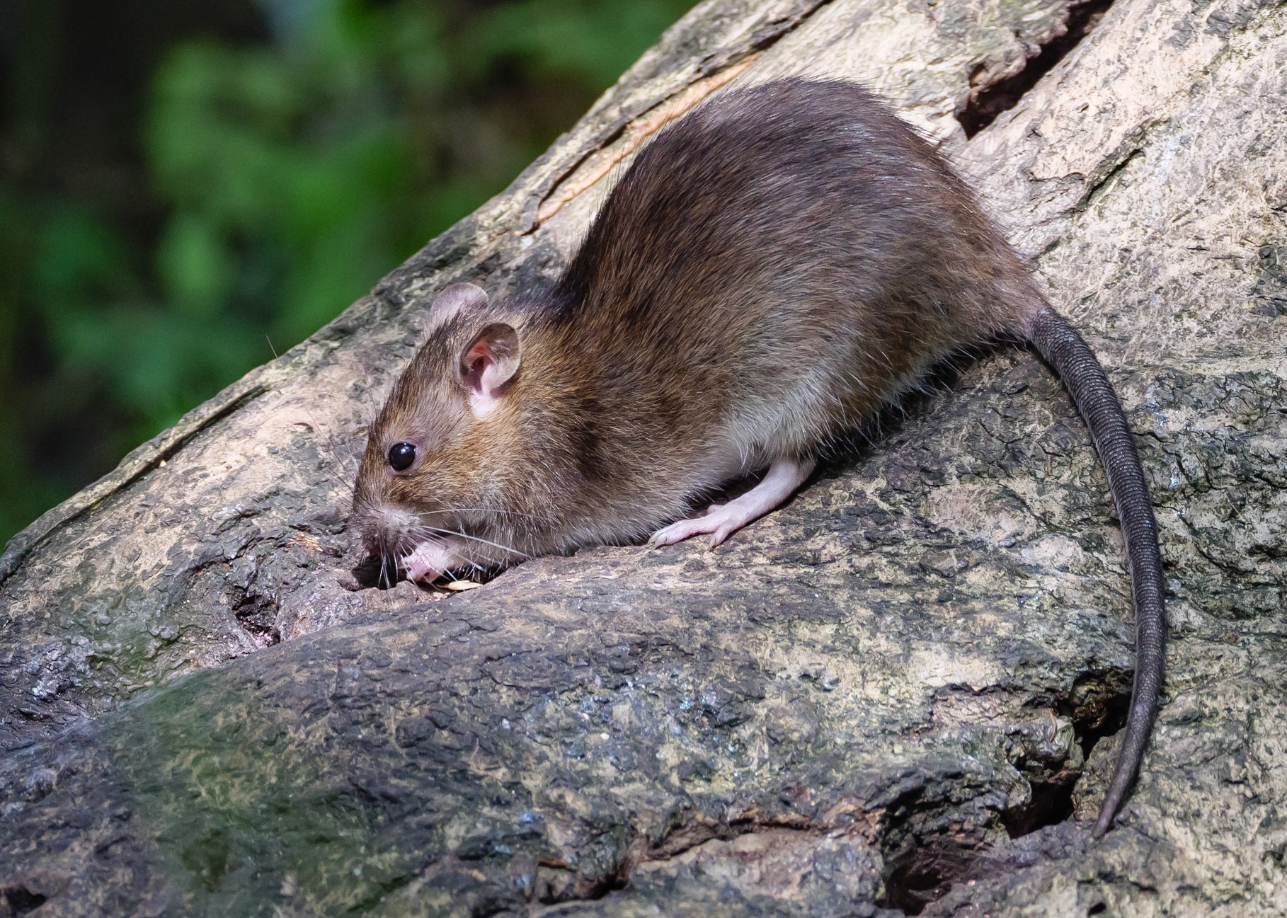 Brown Rat