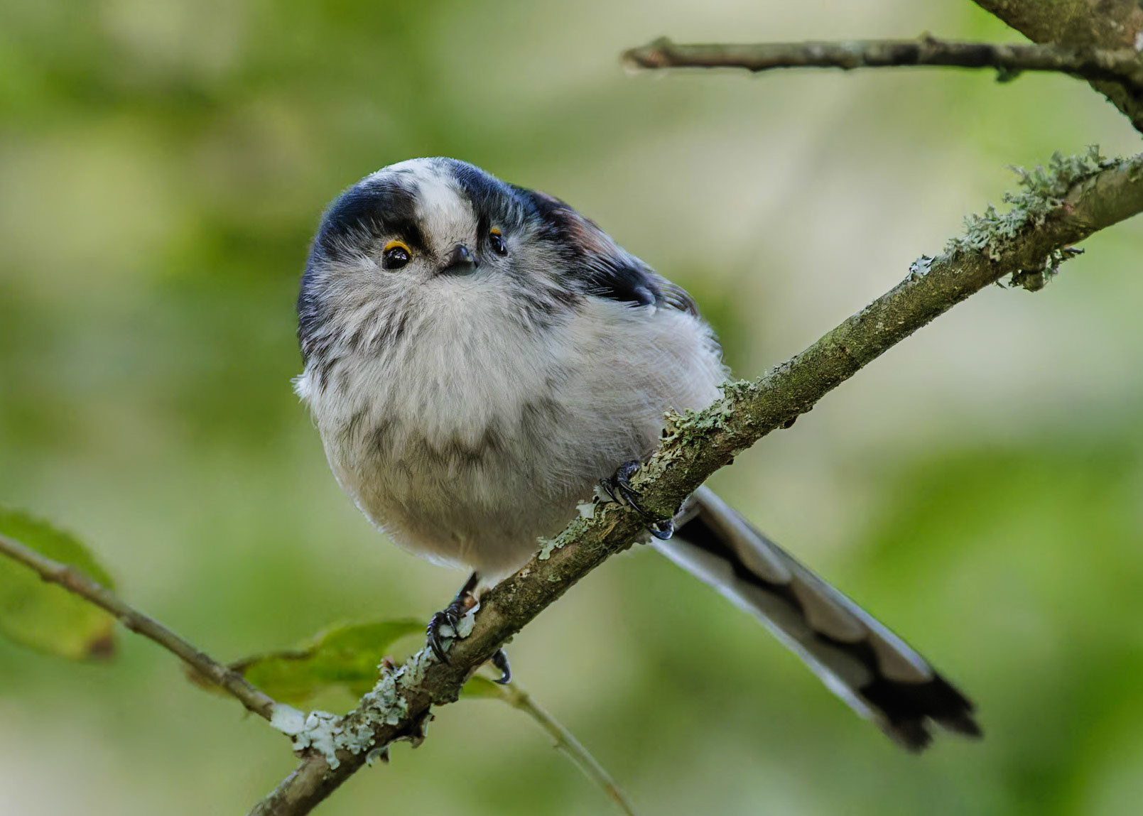 Long-tailed Tit
