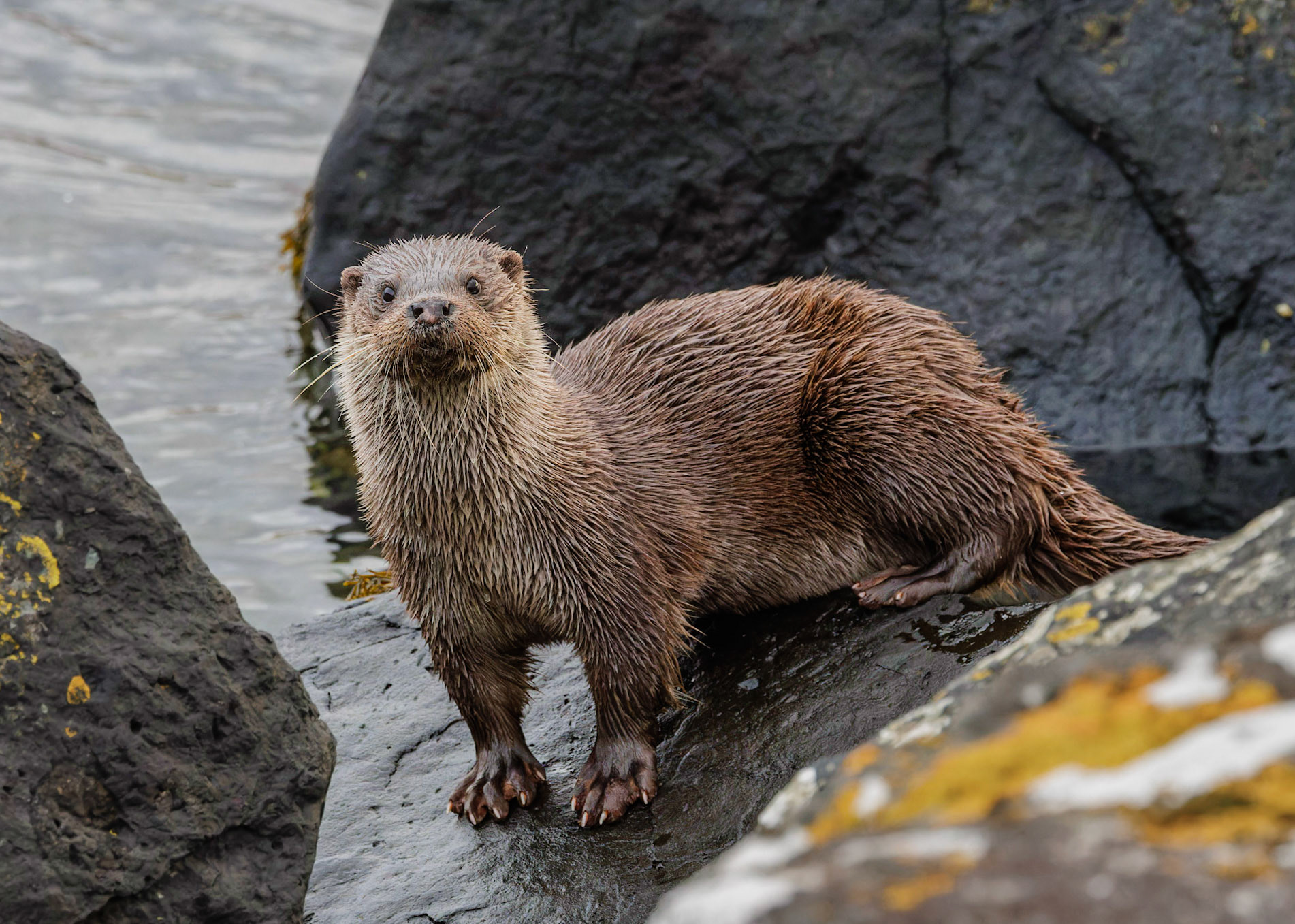 Otter