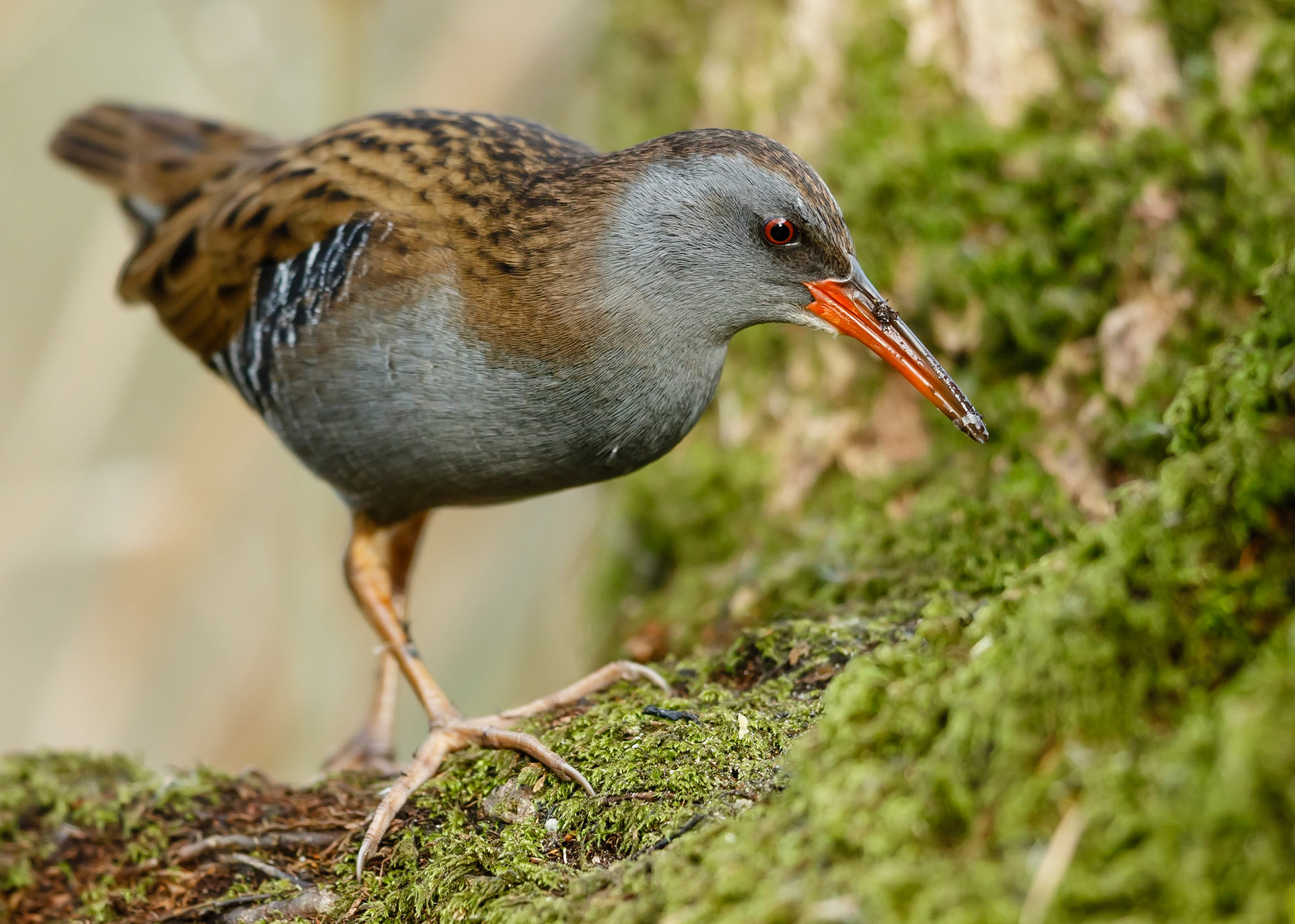 Water Rail