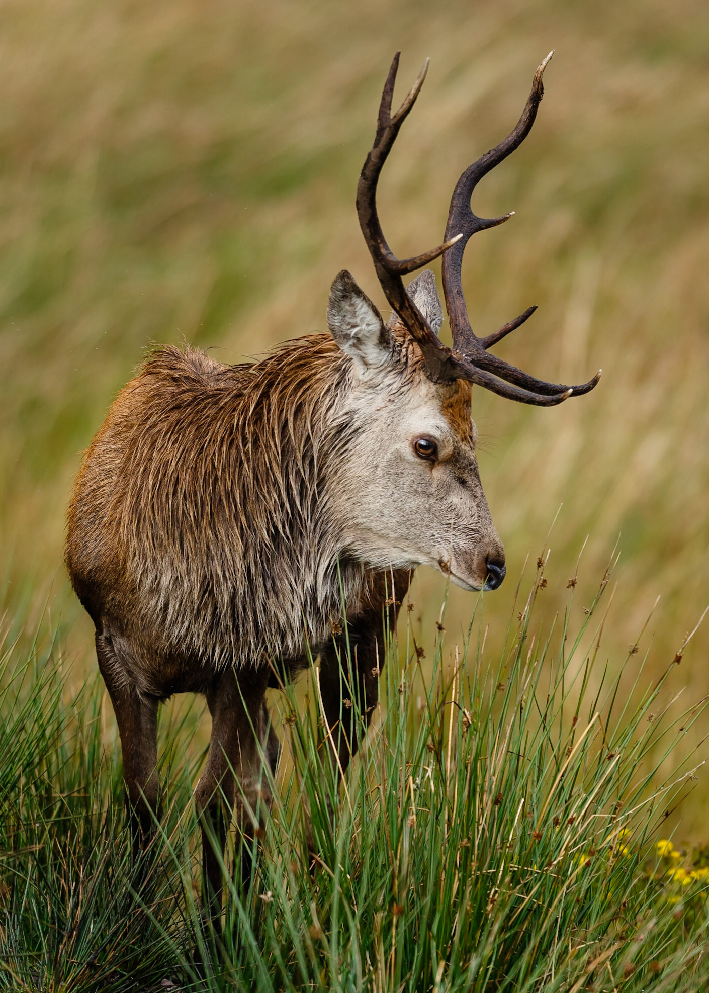 Red Deer