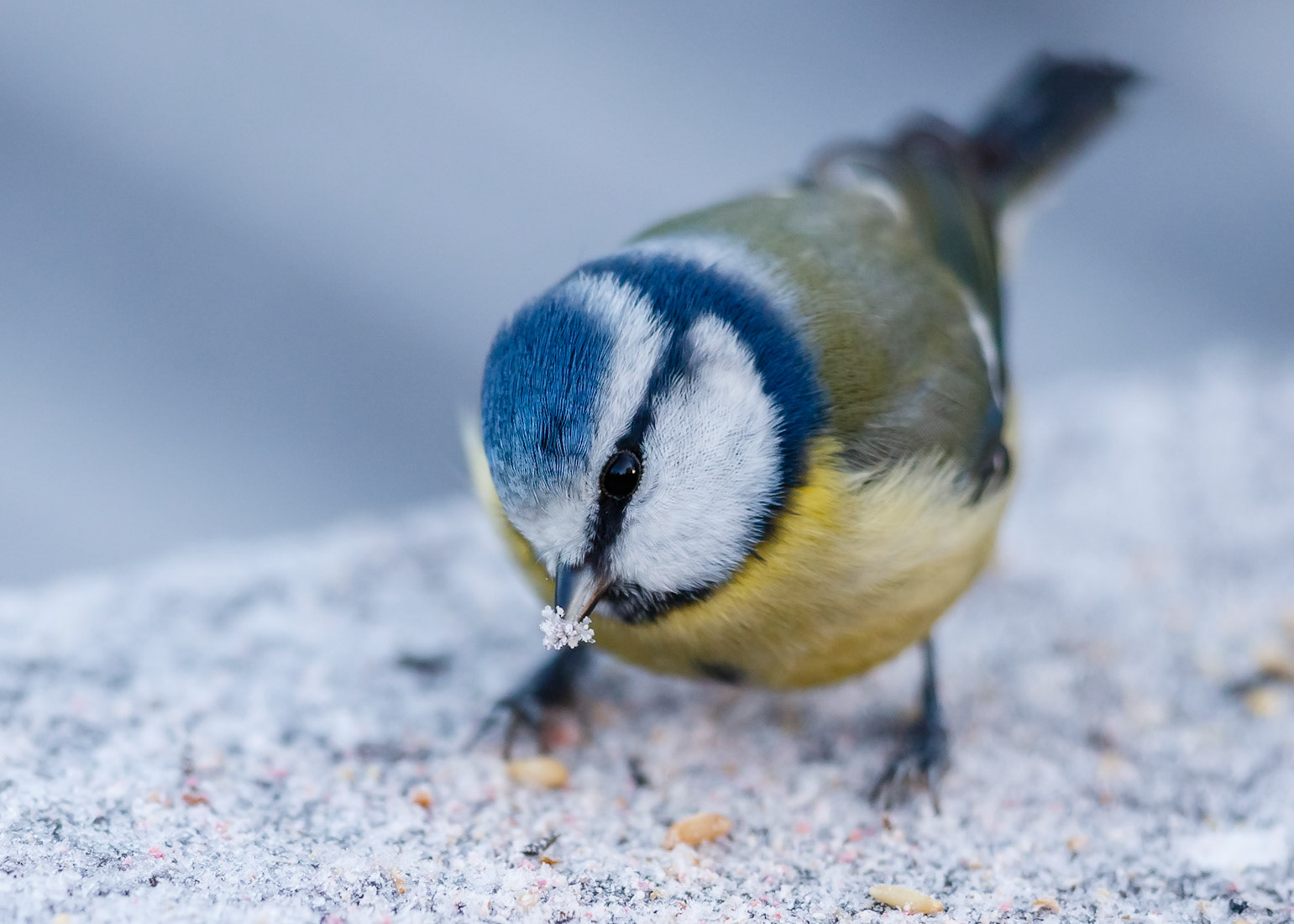 Blue Tit