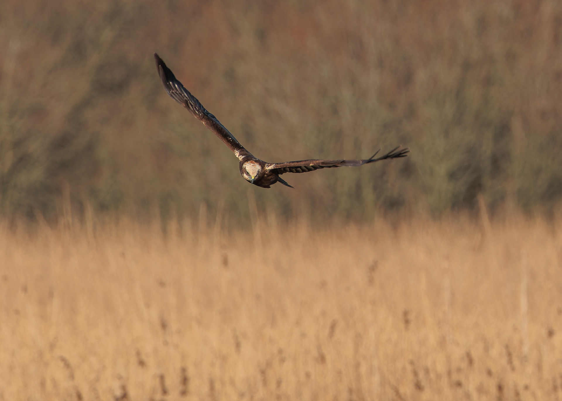 Marsh Harrier