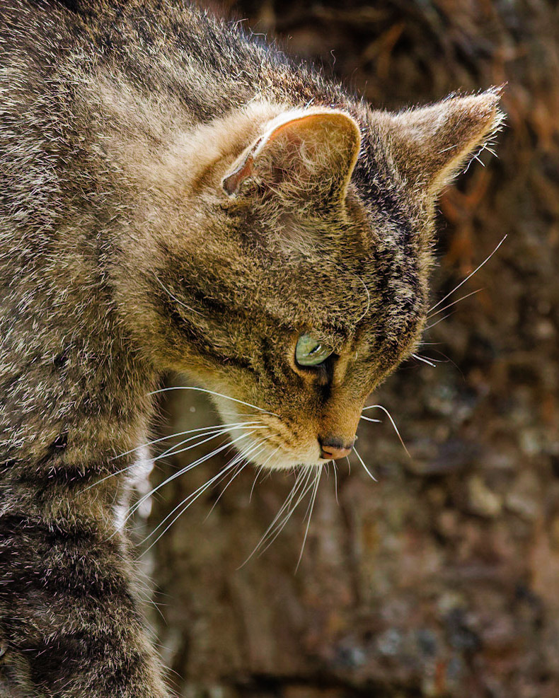Wildcat - captive