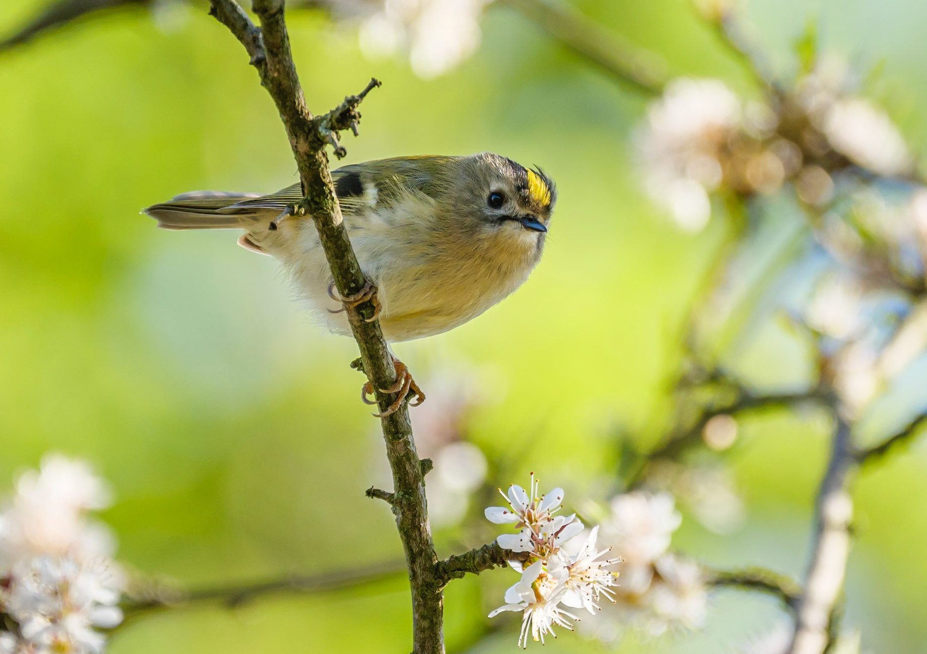 Goldcrest