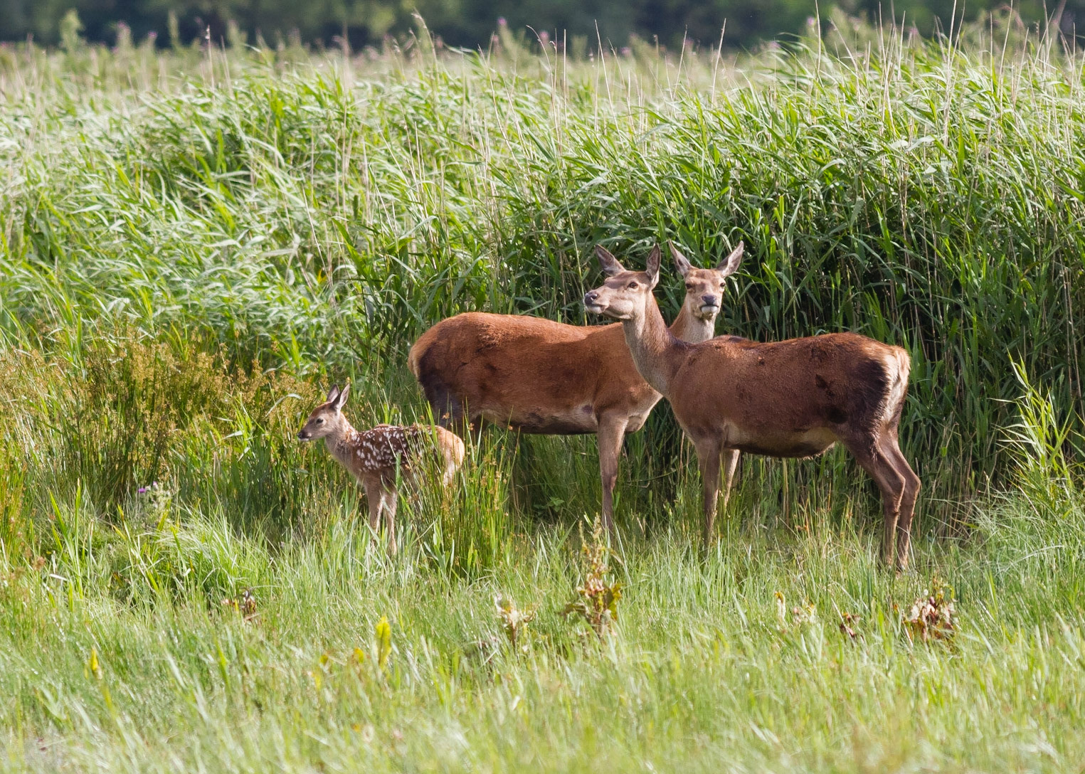Red Deer