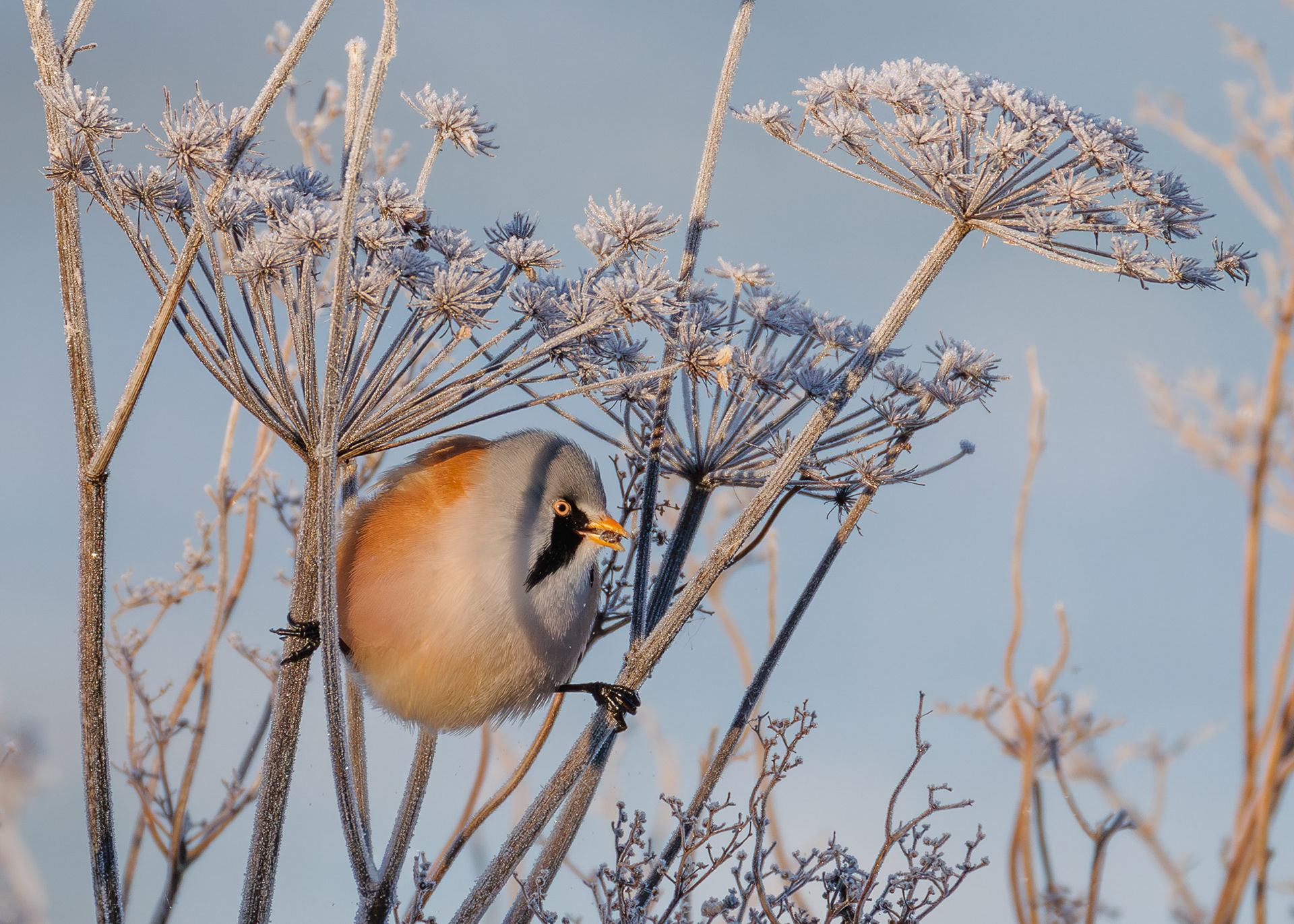 Bearded Reedling/Tit