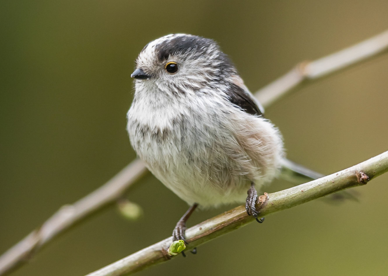Long-tailed Tit