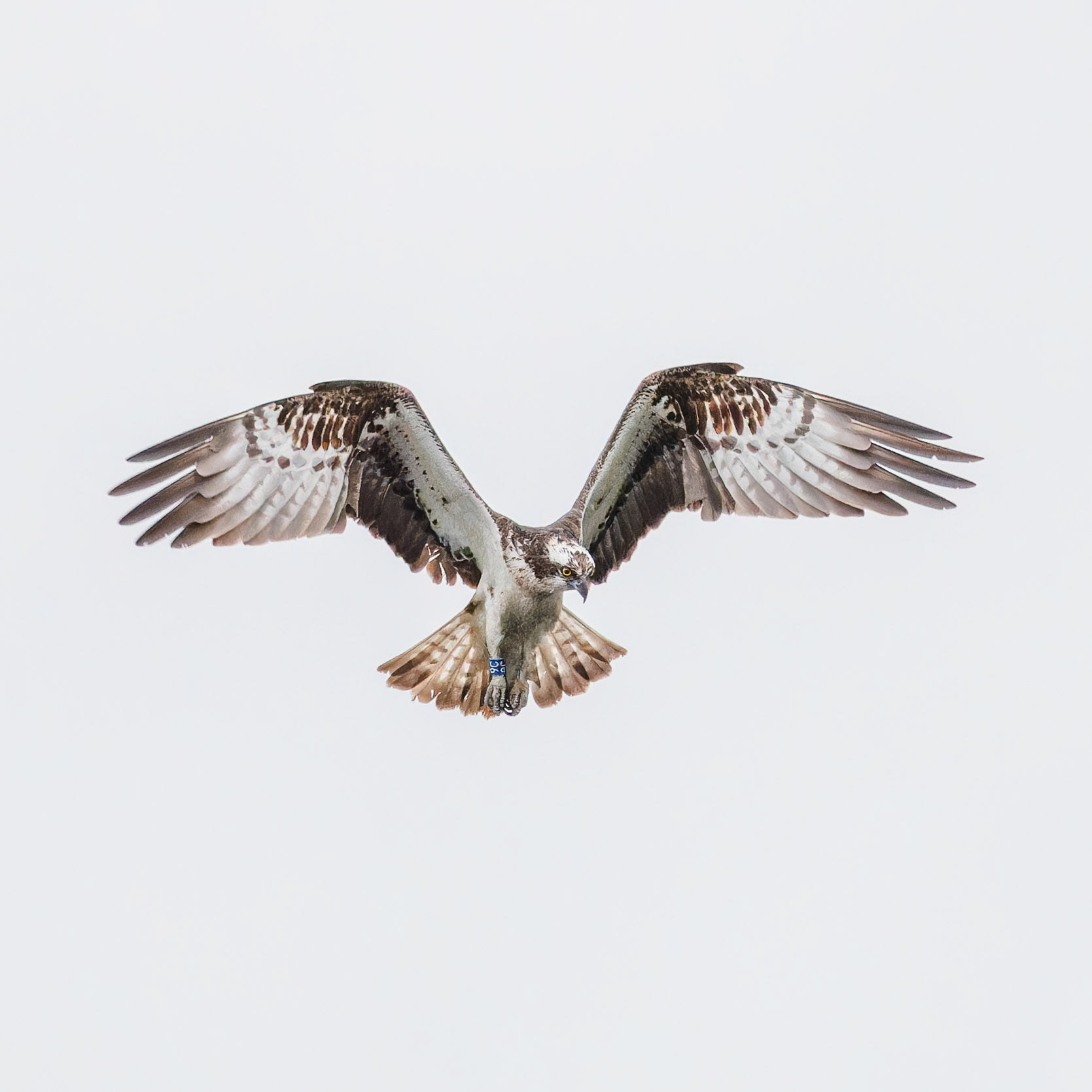 Osprey