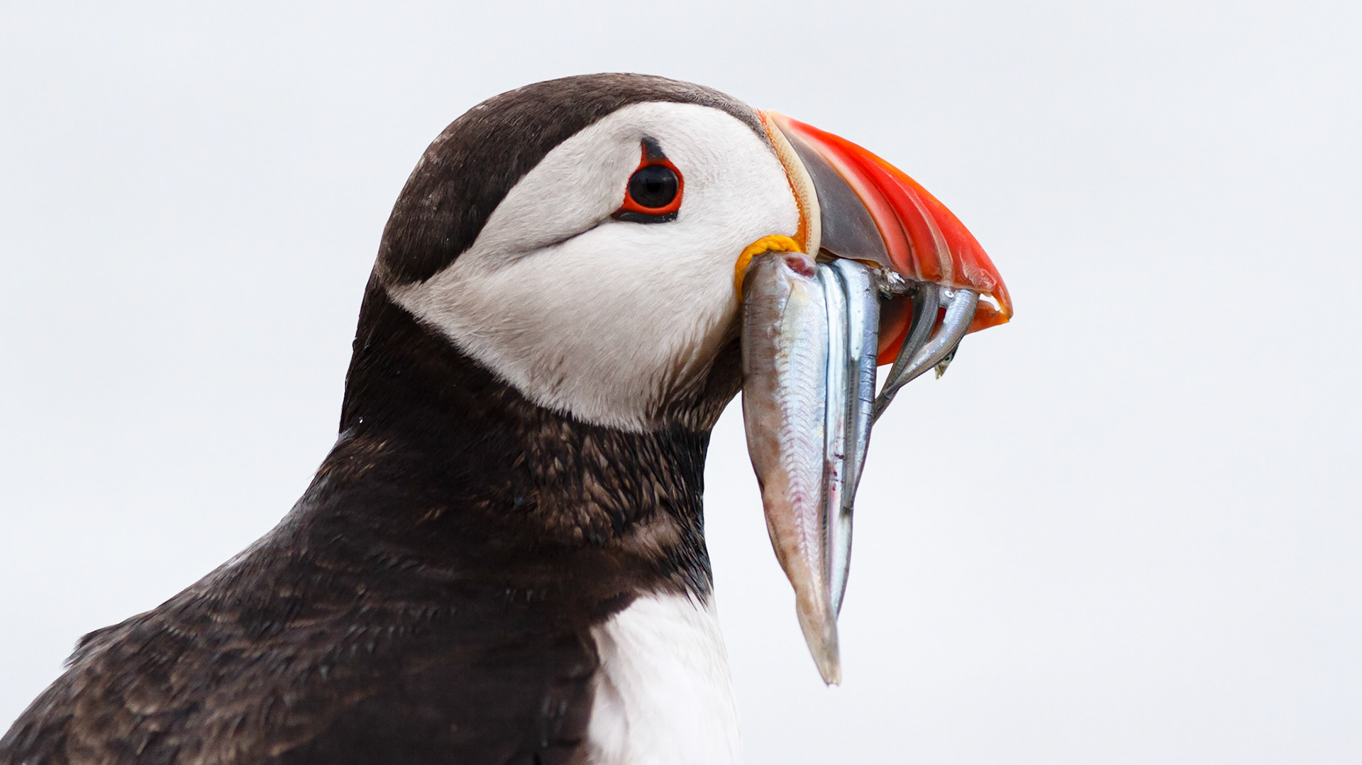 Puffin