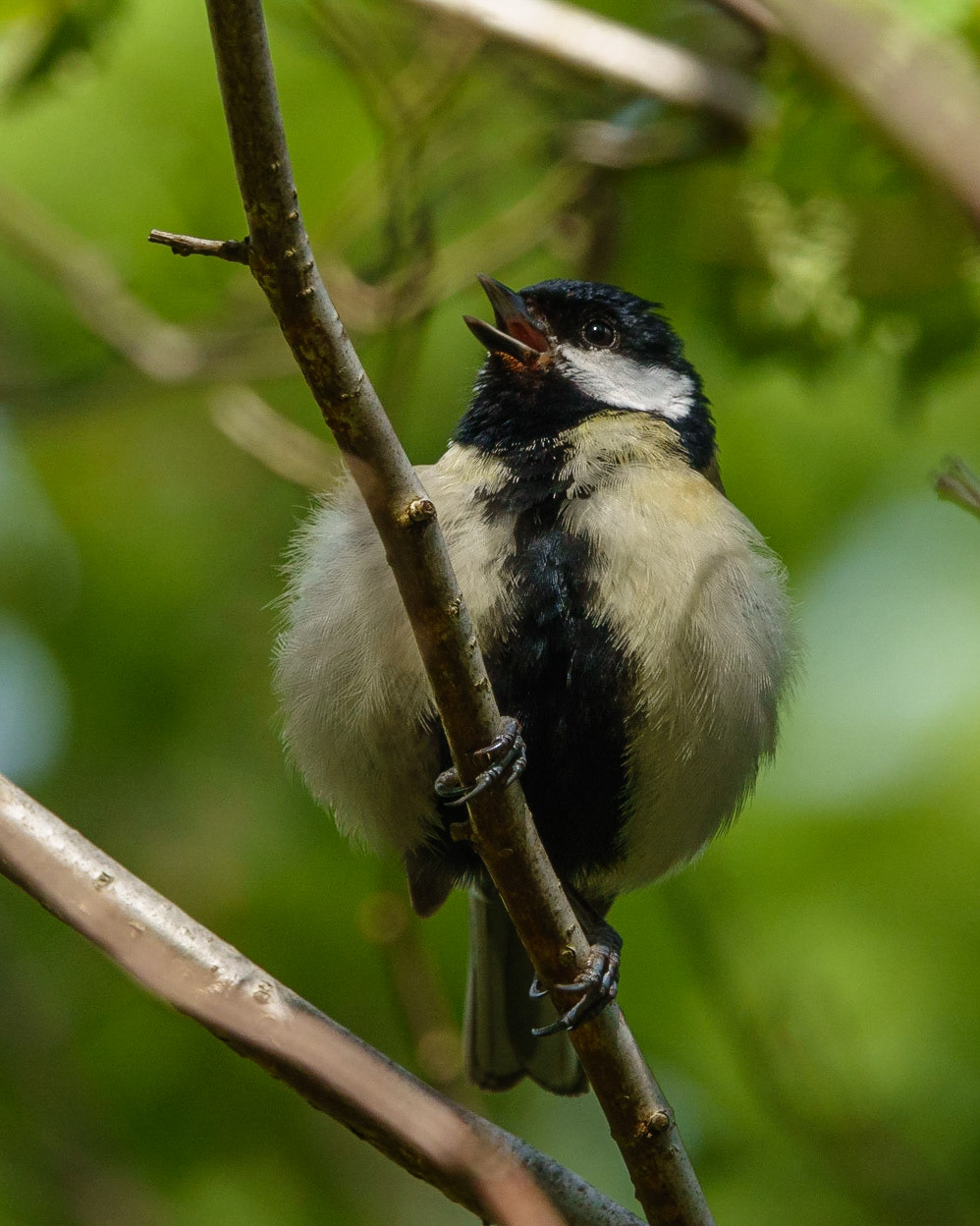 Great Tit