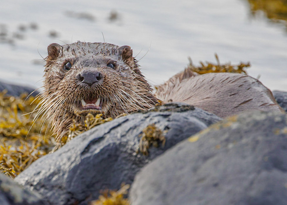 Otter