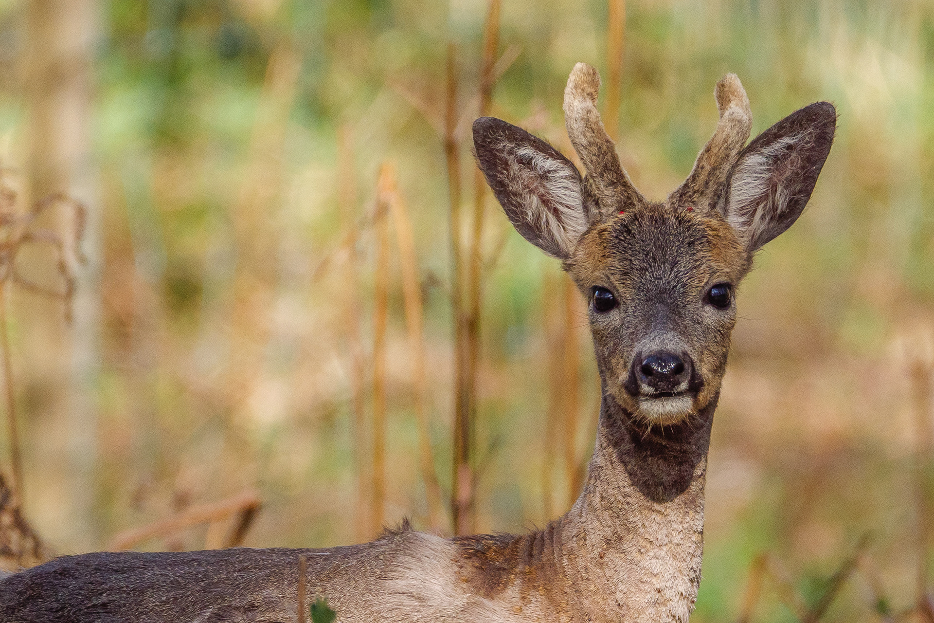 Roe Deer