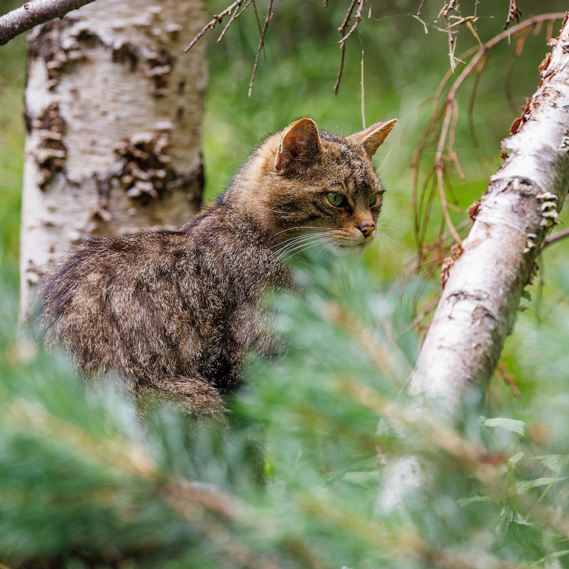 Wildcat - captive