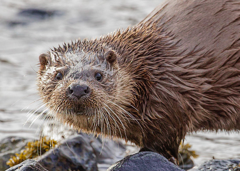 Otter