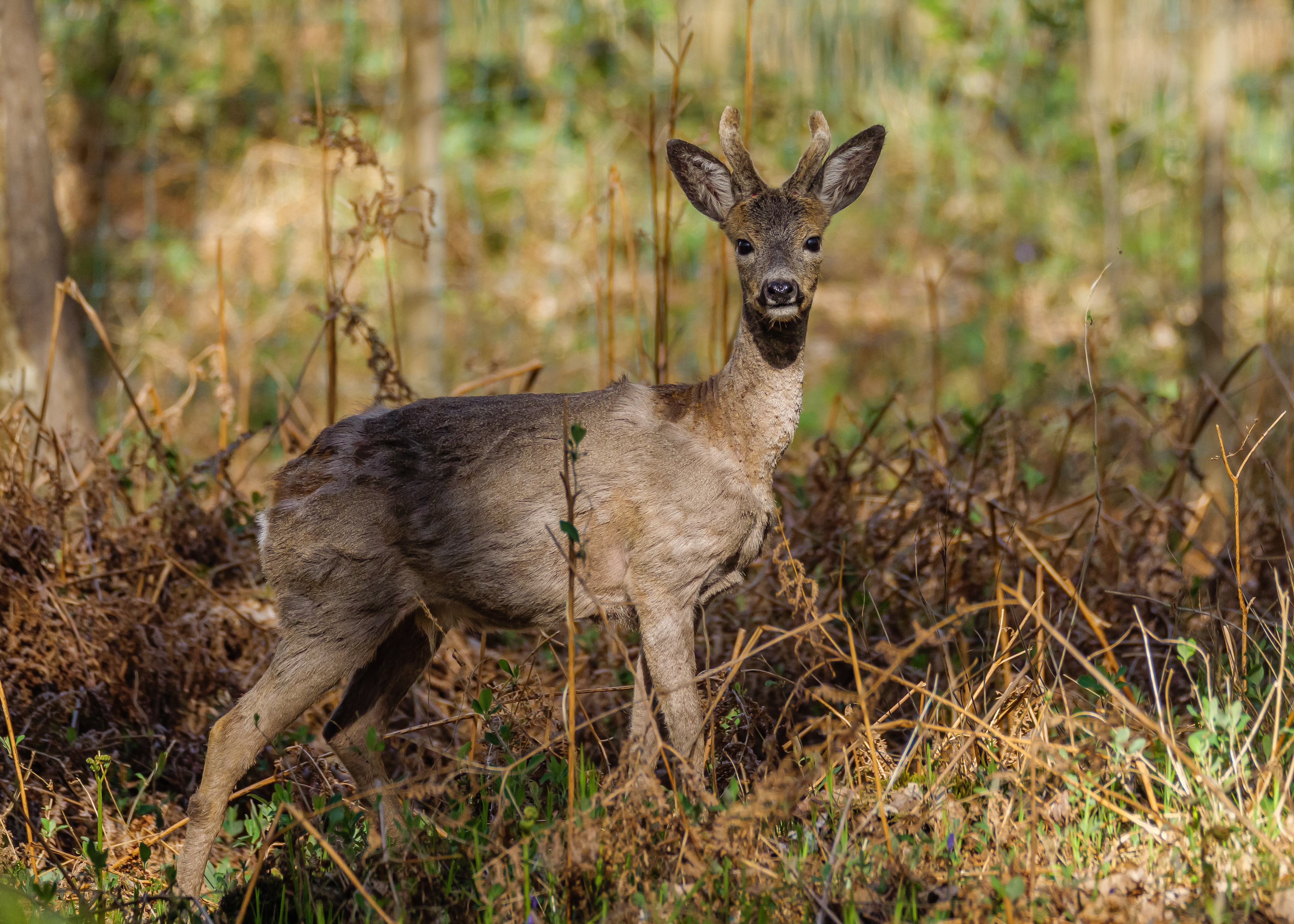 Roe Deer