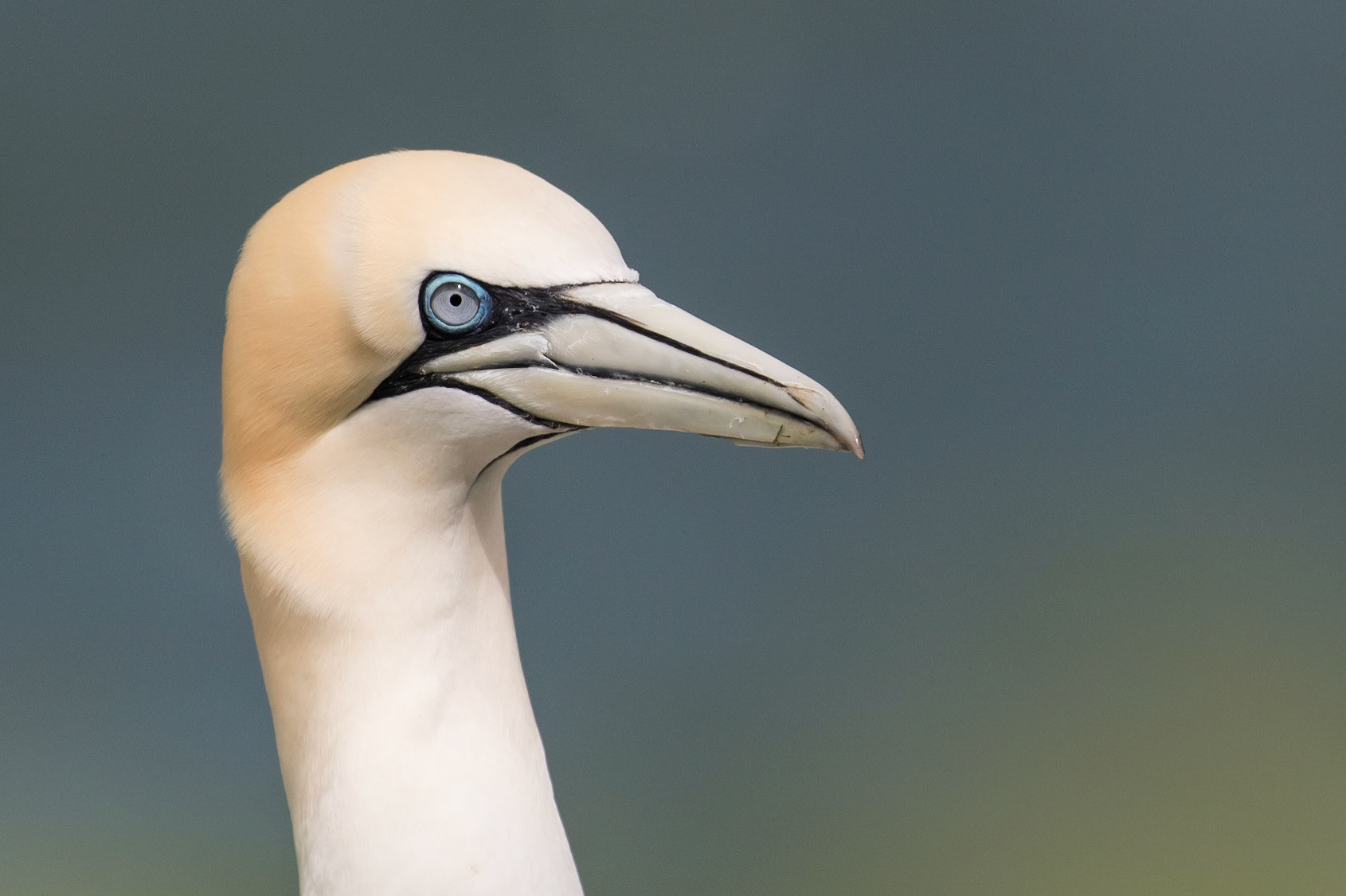 Gannet